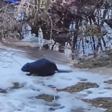 Животные, Общество, Малоярославецкий район