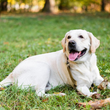 Животные, Криминал, Собаки, Убийство, Боровский район, Калужская область
