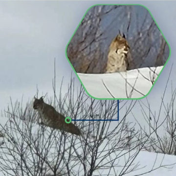 Животные, Кошки, Анна Королёва, Калужская область, Ферзиковский район