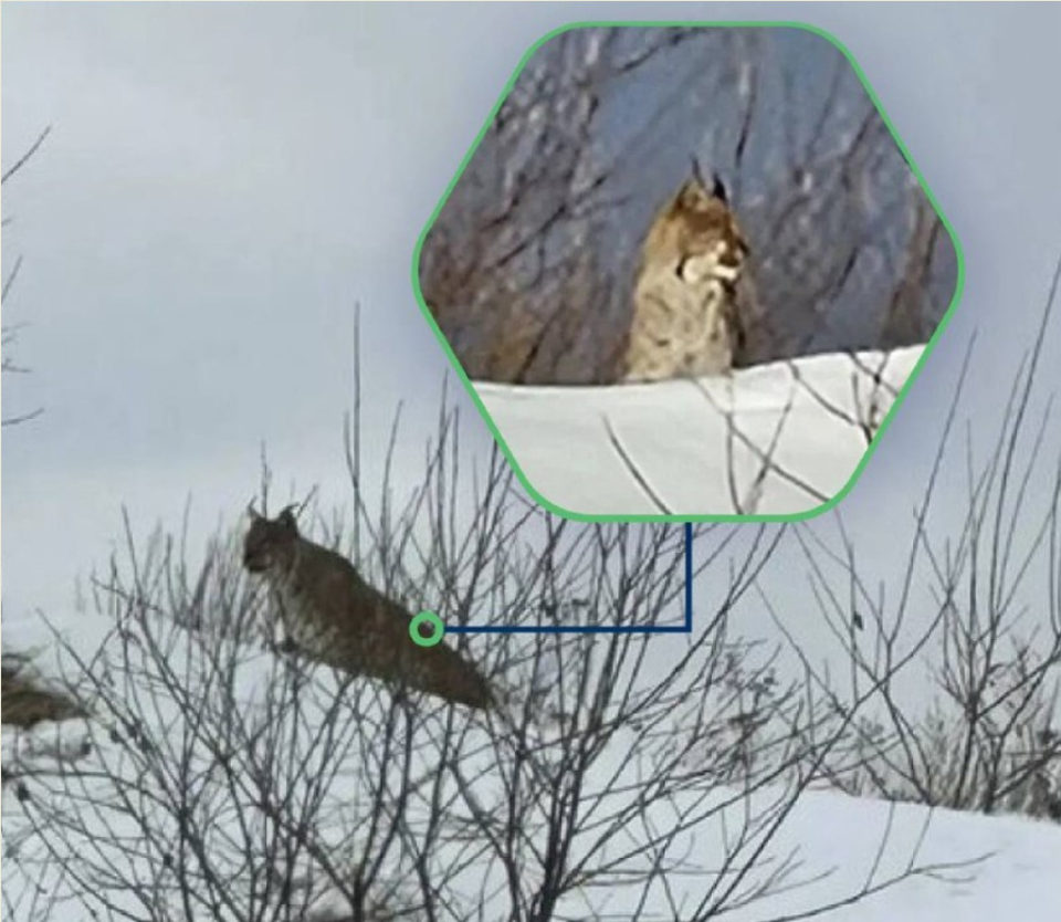 Животные, Кошки, Анна Королёва, Калужская область, Ферзиковский район