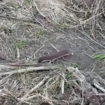 Животные, Общество, Дмитрий Денисов