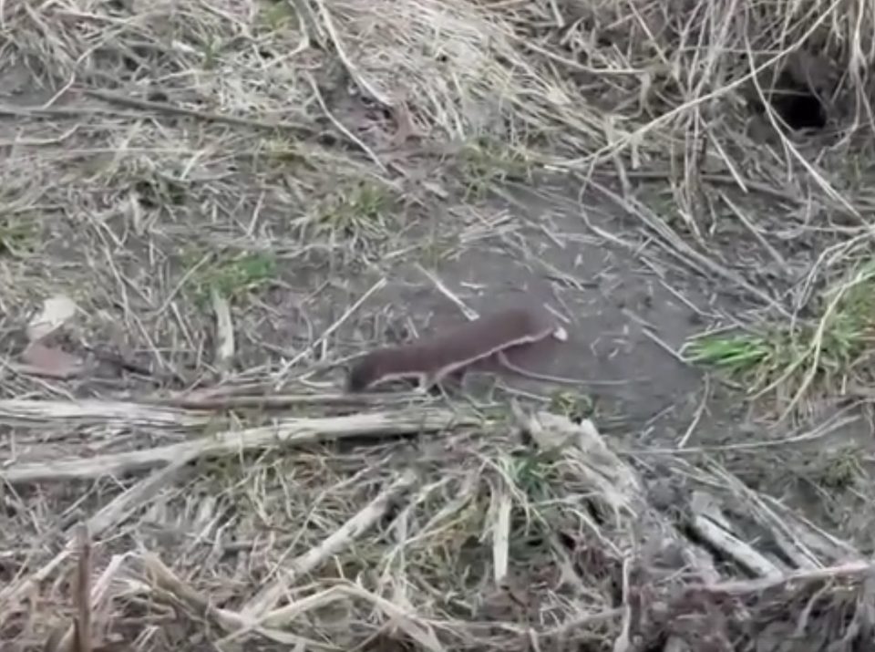 Животные, Общество, Дмитрий Денисов