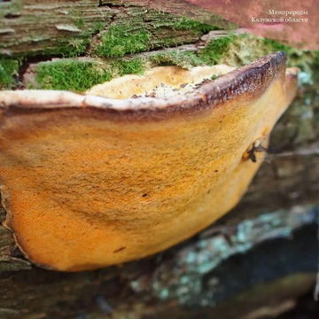 Красная книга, Общество