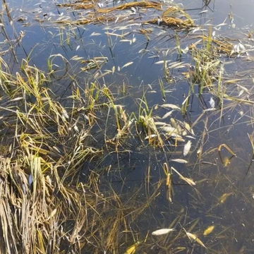 Водоемы, Рыбоводство, Экология, Калужская область, Куйбышевский район