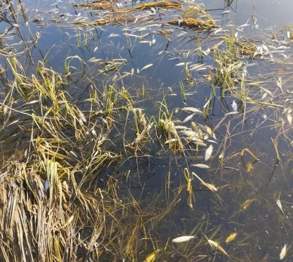 Водоемы, Рыбоводство, Экология, Калужская область, Куйбышевский район