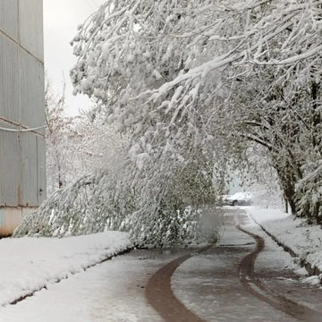 Деревья, Общество, Погода, Происшествия, Город Обнинск, Калужская область
