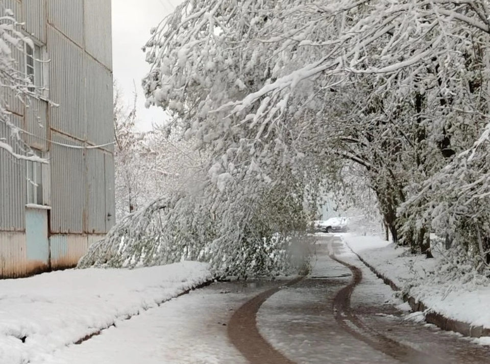 Деревья, Общество, Погода, Происшествия, Город Обнинск, Калужская область