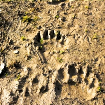 Животные, Природа, Барятинский район, Калужская область, Спас-Деменский район