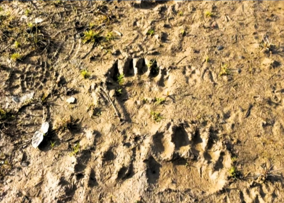 Животные, Природа, Барятинский район, Калужская область, Спас-Деменский район