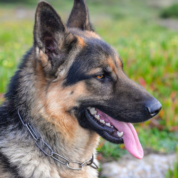 Живодеры, Животные, Криминал, Убийство, Боровский район, Город Ермолино, Калужская область