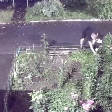 Благоустройство города, Вандалы, Кража, Криминал, Хищение, Хулиганство, Цветы, Боровский район, Город Ермолино, Калужская область