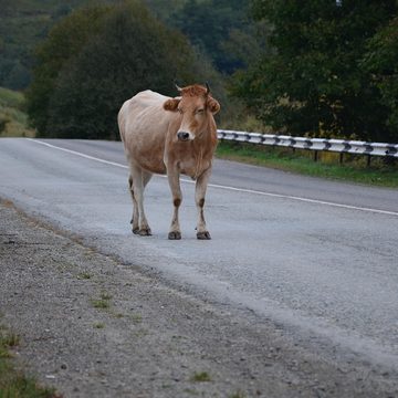 Авария, ДТП, Животные, Происшествия, Калужская область, Козельский район