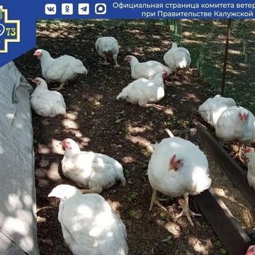 Общество, Сельское хозяйство, Комитет ветеринарии