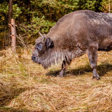 Животные, Город Калуга, Калужская область, Национальный парк Угра