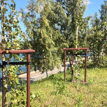 Деревья, Озеленение города, Дмитрий Денисов, Город Калуга