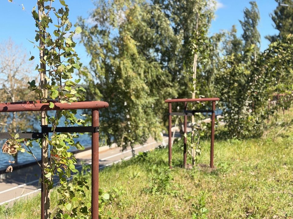 Деревья, Озеленение города, Дмитрий Денисов, Город Калуга